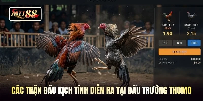 Các trận đấu kịch tính diễn ra tại đấu trường Thomo